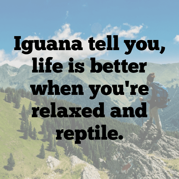 Iguana Captions Image For Instagram-hp30ML