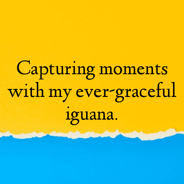 Iguana Captions Photo For Instagram-OM0ZNG