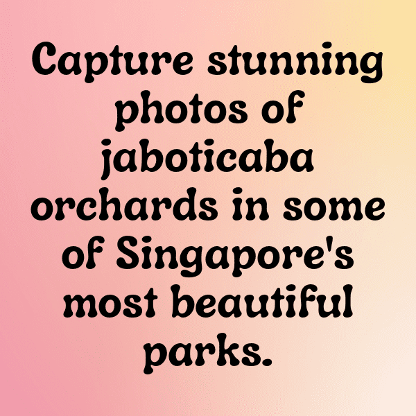 Jabuticaba Captions Image For Instagram-6WVYzI