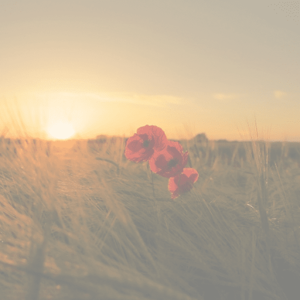 Jabuticaba Captions Photo For Instagram-n2rZnk