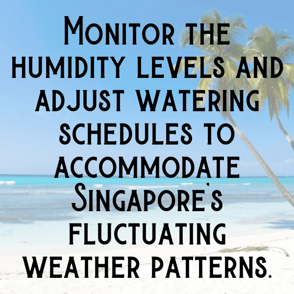 Jabuticaba Captions Photo For Instagram-UArtjG