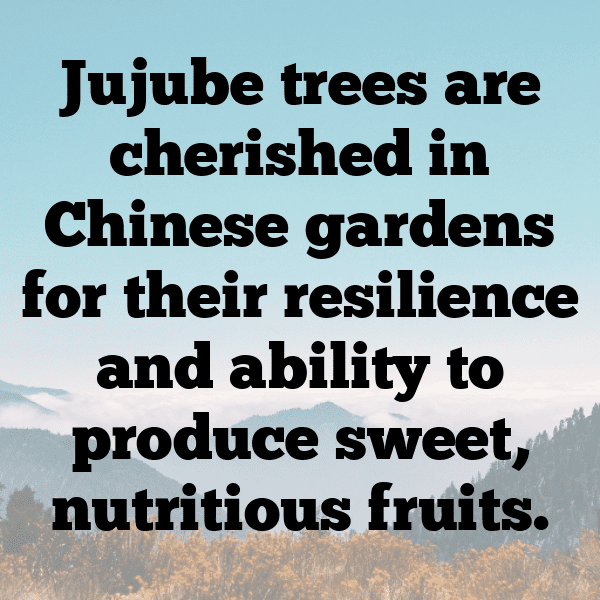 Jujube Captions Image For Instagram-STntEr