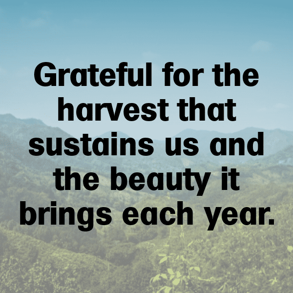 Kaffir Plum Captions Photo For Instagram-qfPuAd