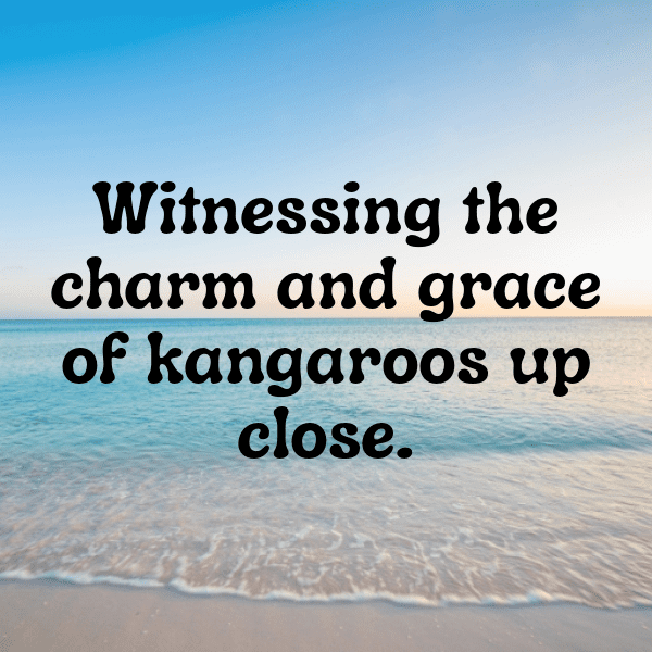 Kangaroo Captions Image For Instagram-vMXp9H