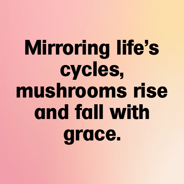 King Oyster Mushroom Captions Image For Instagram-Dra0Df