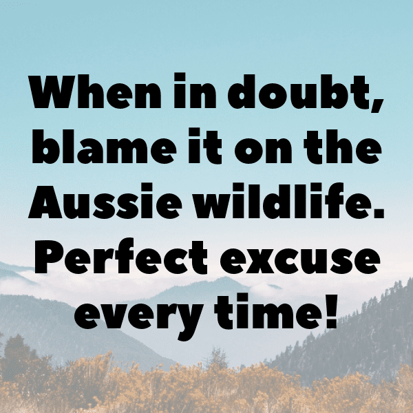 Koala Captions Image For Instagram-04T0mC