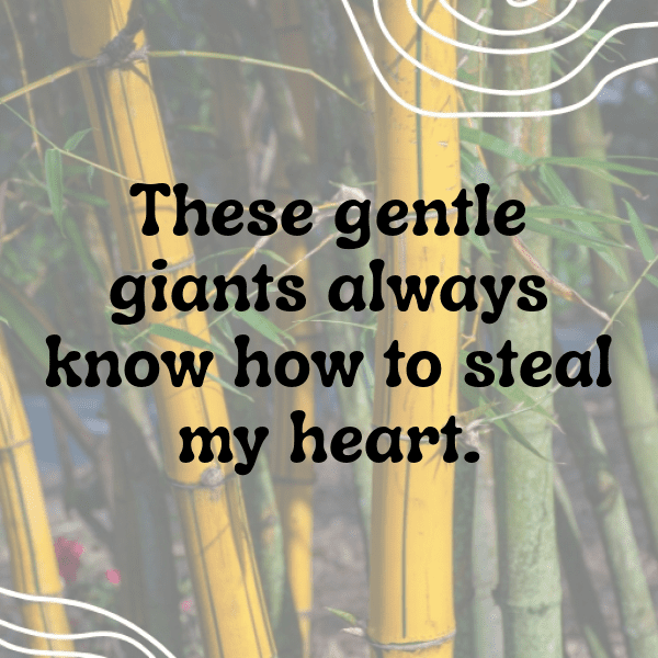 Koala Captions Image For Instagram-XXqpEy