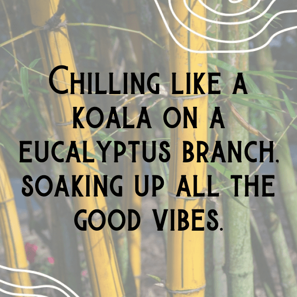 Koala Captions Photo For Instagram-CsCQjx