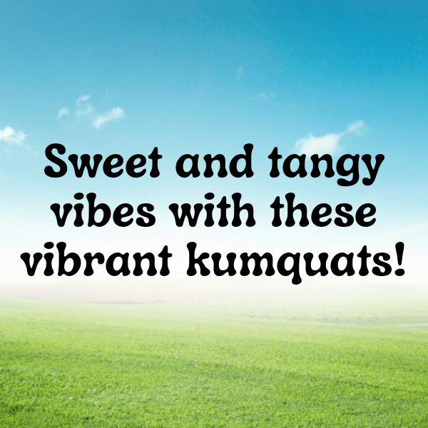 Kumquat Captions Photo For Instagram-HrGFsx