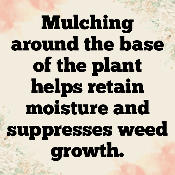 Lantana Captions Photo For Instagram-CcgccA