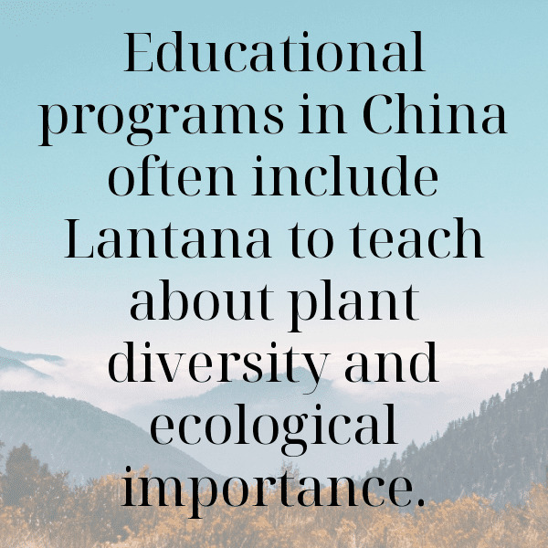 Lantana Captions Photo For Instagram-qmg0cb