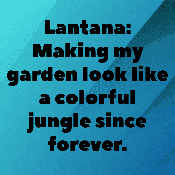 Lantana Captions Photo For Instagram-YpSYzH