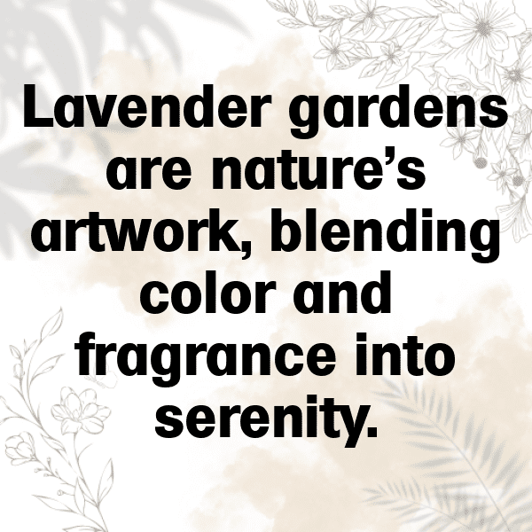 Lavender Captions Image For Instagram-0dFD2p