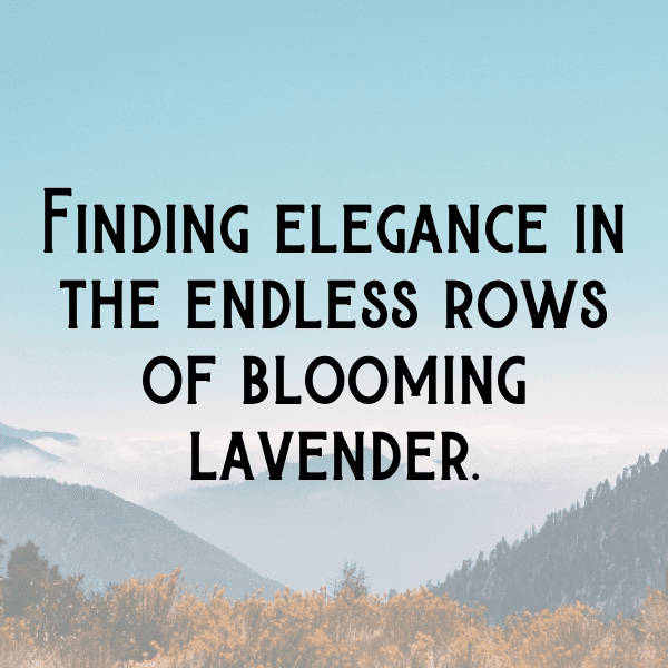 Lavender Captions Image For Instagram-lq4KOb