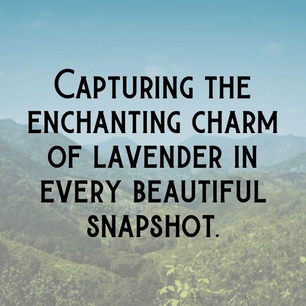 Lavender Captions Image For Instagram-ZX7pmH