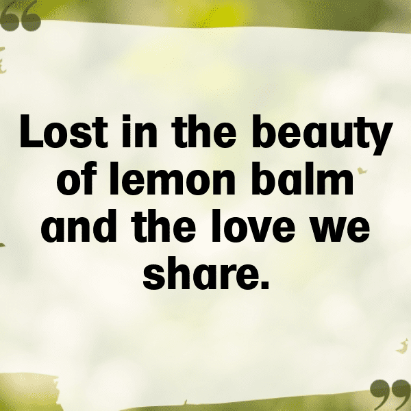 Lemon Balm Captions Photo For Instagram-3SOF2Z
