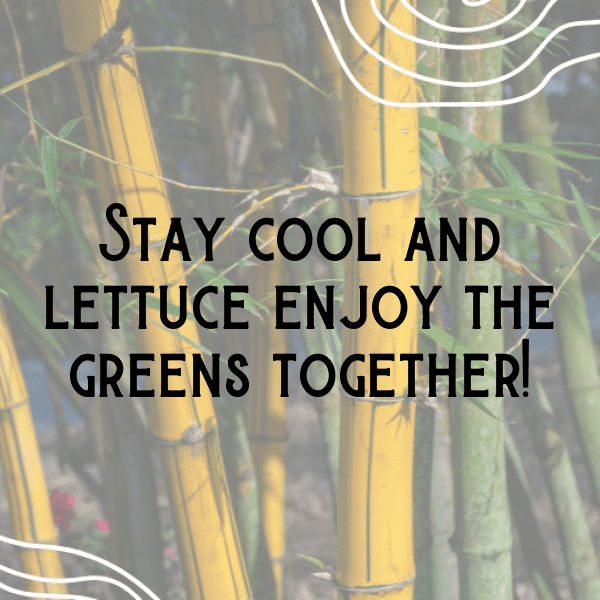 Lettuce Captions Photo For Instagram-WevSYJ