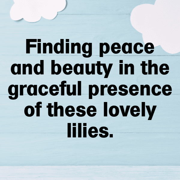 Lily Captions Photo For Instagram-qf7qg8