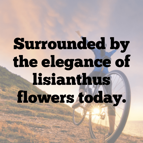 Lisianthus Captions Image For Instagram-zq9AYR