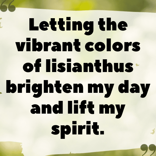 Lisianthus Captions Photo For Instagram-Jy0aqW