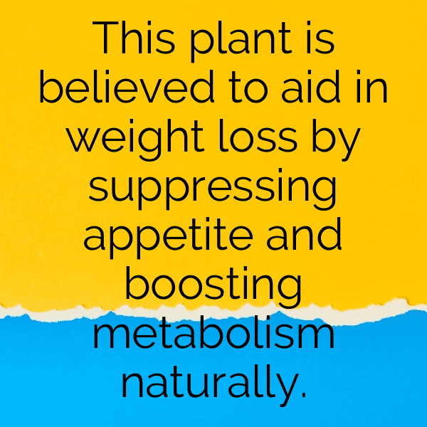 Lobelia Captions Image For Instagram-6MsL7X