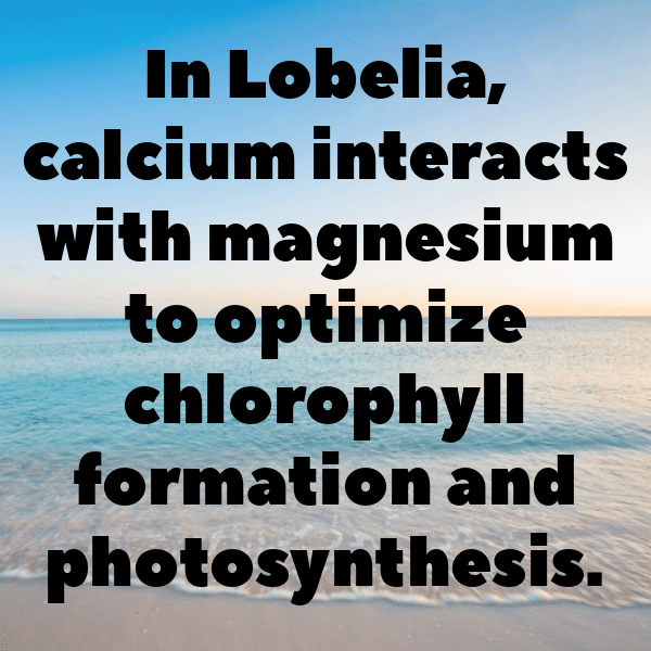 Lobelia Captions Image For Instagram-y8qb8h