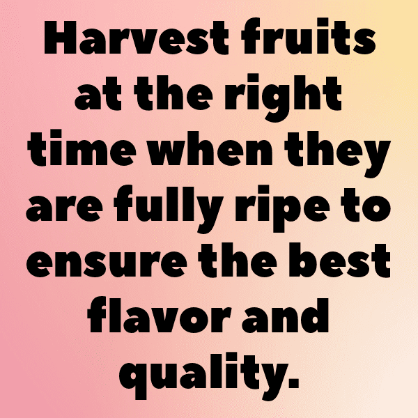 Longan Captions Photo For Instagram-hANGSP