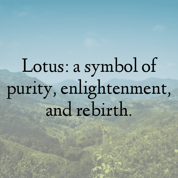 Lotus Root Captions Image For Instagram-wRnpiy