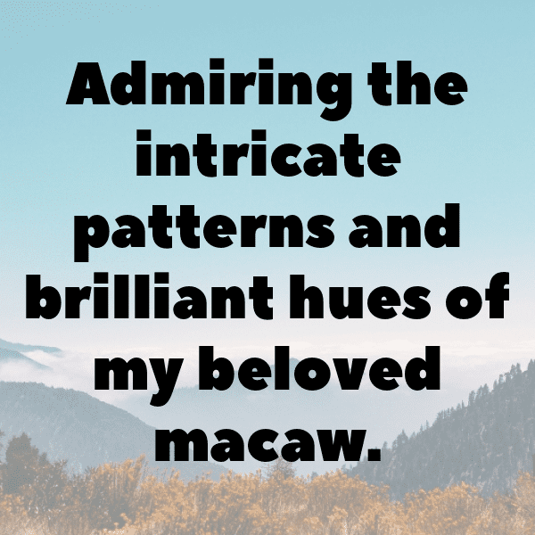 Macaw Captions Image For Instagram-yFrTDe