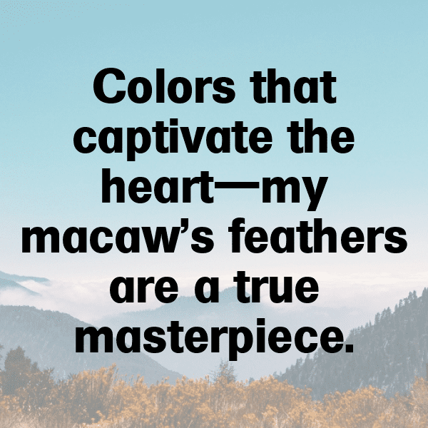 Macaw Captions Photo For Instagram-BsYjt8