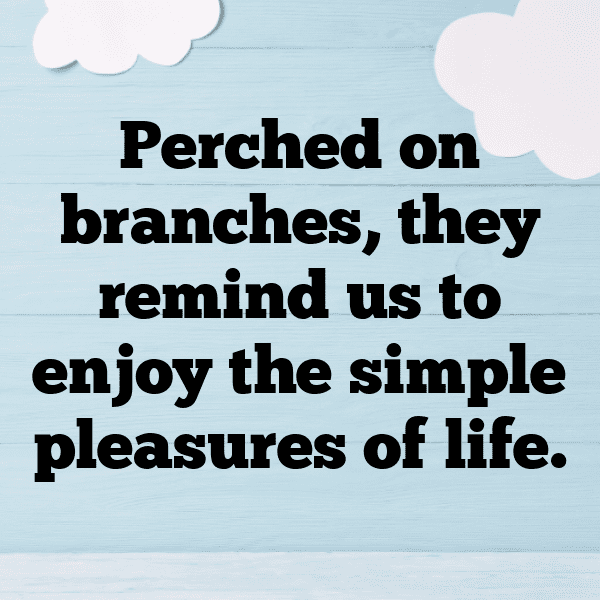 Macaw Captions Photo For Instagram-SZBlJv