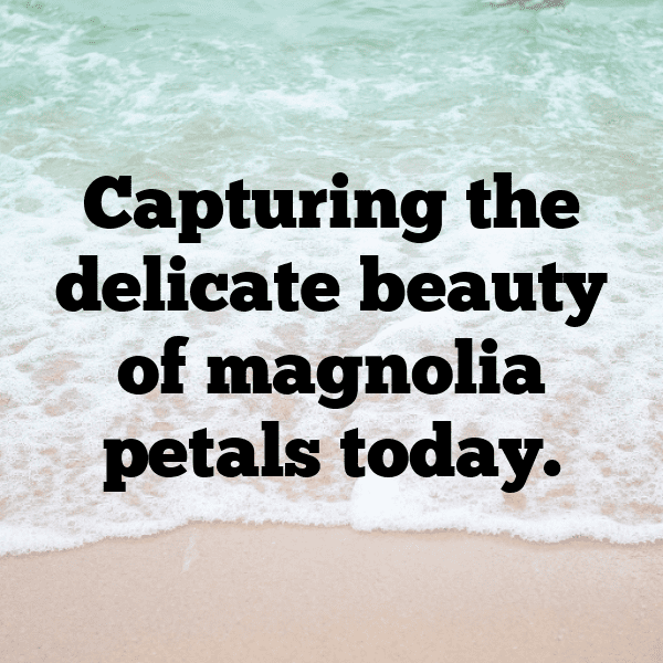 Magnolia Captions Photo For Instagram-6PxnRm