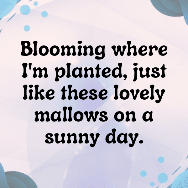 Mallow Captions Image For Instagram-d0AHcW