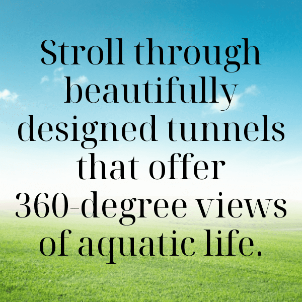 Manatee Captions Photo For Instagram-DvYDvd