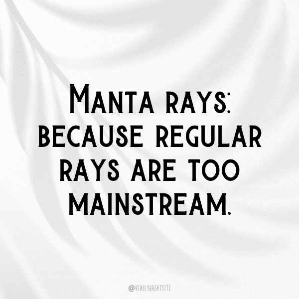 Manta Ray Captions Image For Instagram-jKTg32