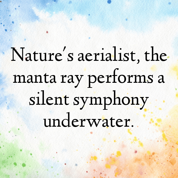 Manta Ray Captions Image For Instagram-MmXFX2