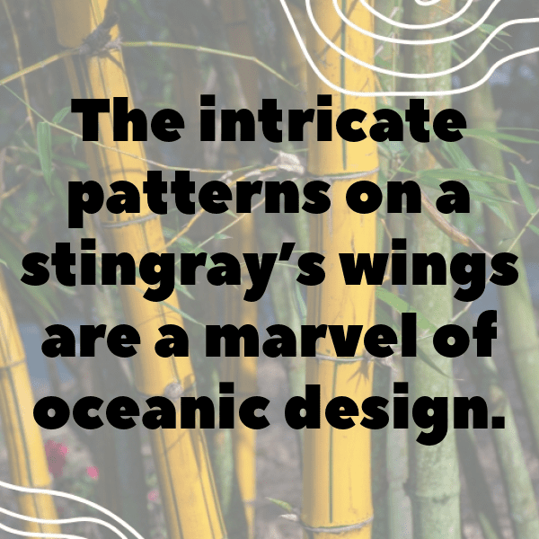 Manta Ray Captions Photo For Instagram-ArnoCk