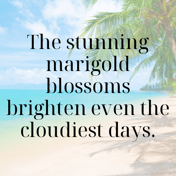 Marigold Captions Image For Instagram-8cUNHw