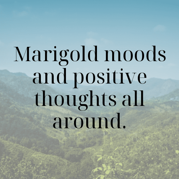 Marigold Captions Image For Instagram-gd02H1