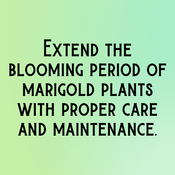 Marigold Captions Photo For Instagram-4SooWy