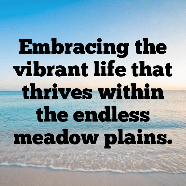 Meadow Walk Captions Photo for Instagram-2zFczY