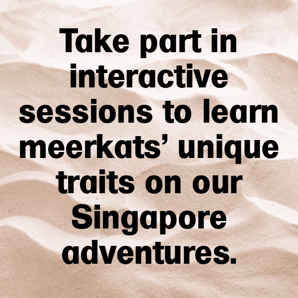 Meerkat Captions Photo For Instagram-9Ig5ih