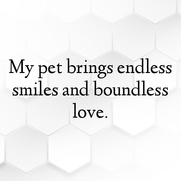 Meerkat Captions Photo For Instagram-oe7afg