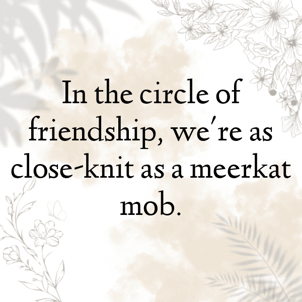 Meerkat Captions Photo For Instagram-sYX65l