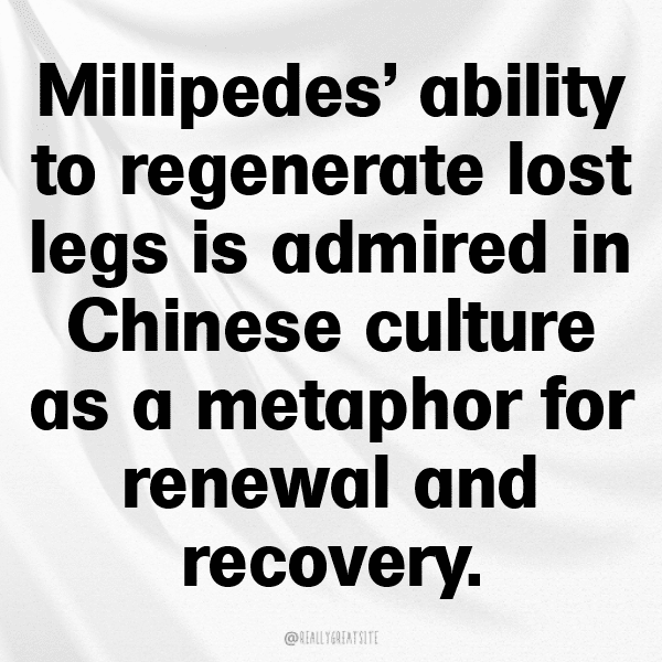 Millipede Captions Photo For Instagram-njCU2X