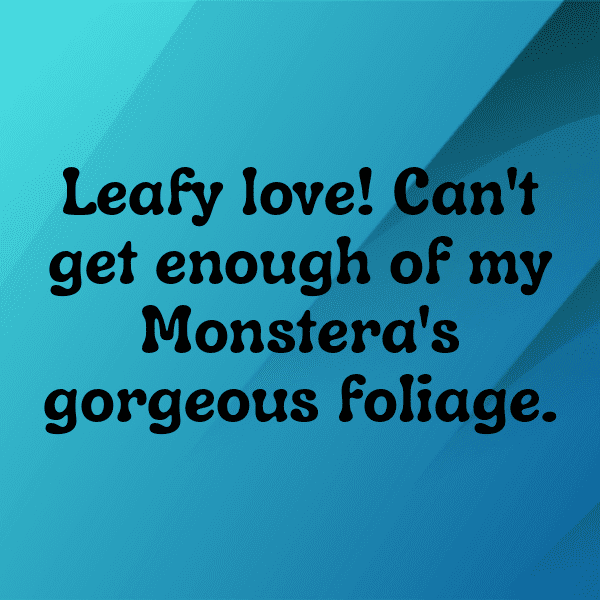 Monstera Deliciosa Captions Photo For Instagram-9irrGo