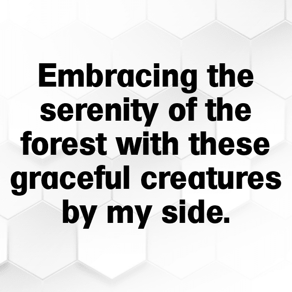 Moose Captions Photo For Instagram-ucmULK