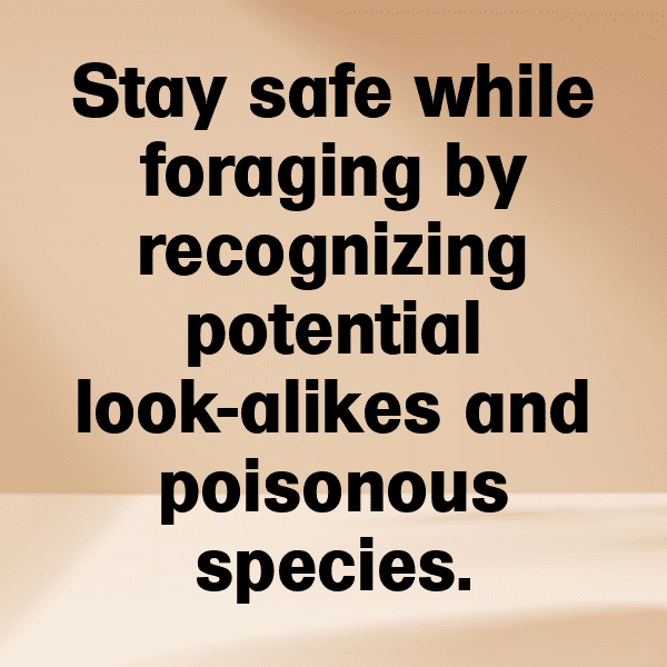 Morel Mushroom Captions Image For Instagram-l2My1B