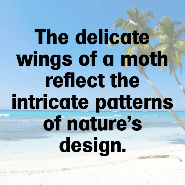 Moth Captions Image For Instagram-Dou7xi