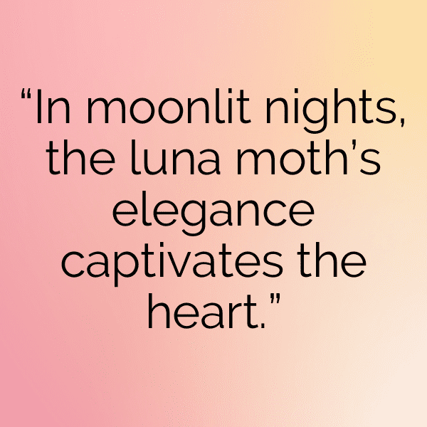 Moth Captions Image For Instagram-i9iP6s